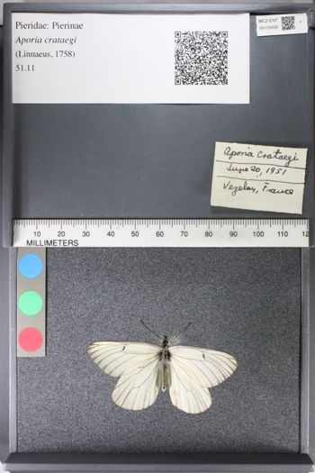 Media type: image;   Entomology 126892